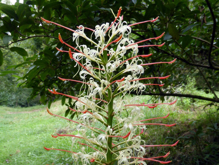 25 Seeds Hedychium Gracile Seeds, Salmon Gingerlily Seeds, Dainty Ginger Lily