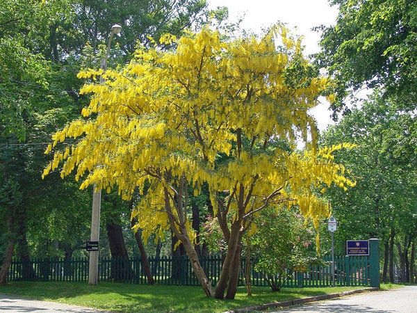 20 laburnum anagyroides Seeds, laburnum, golden chain,  golden rain