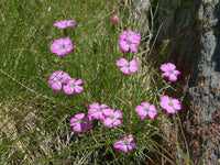 20  Dianthus pavonius Seeds, Peacock eye Pink Seeds, Nancy Lindsay