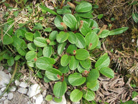 10 Salix reticulata Seeds, net-leaved willow, or snow willow,dwarf willow,