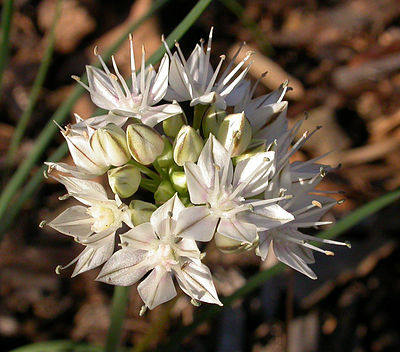 10 Seeds Allium dauricum, Rare and hard Seeds