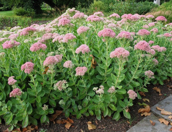 50 Sedum telephium Seeds, Hylotelephium telephium, orpine Seeds