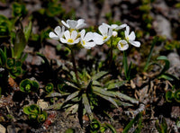 25 Seeds Androsace adfinis