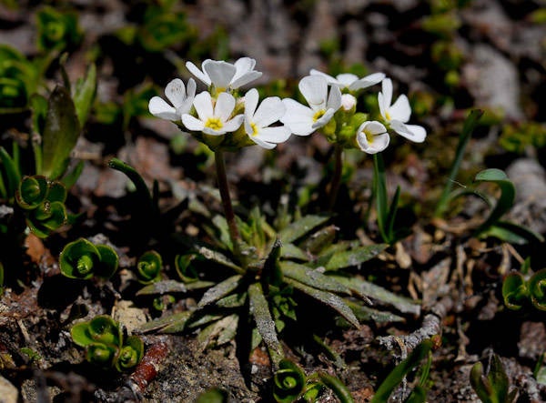 25 Seeds Androsace adfinis