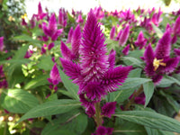 2000 Seeds Celosia argentea var. cristata Seeds