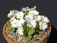 15 Potentilla nitida Seeds. white flower seeds