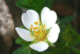 15 Potentilla nitida Seeds. white flower seeds