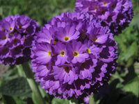 15  Primula nivalis Seeds