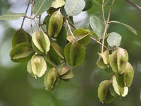 20 Seeds Terminalia arjuna,  Arjun Tree, Koha Seeds.