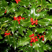 15  ilex aquifolium , fructu aurantiaca Seeds