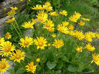 20  Doronicum grandiflorum Seeds,