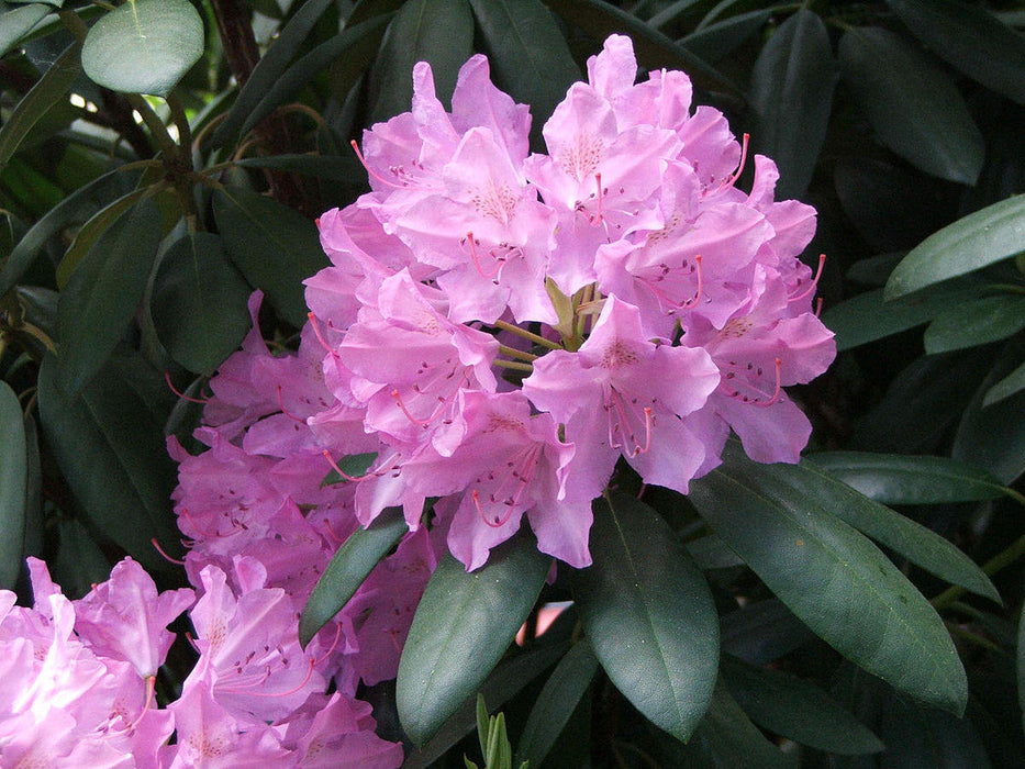 20  Seeds Rhododendron catawbiense grandiflora