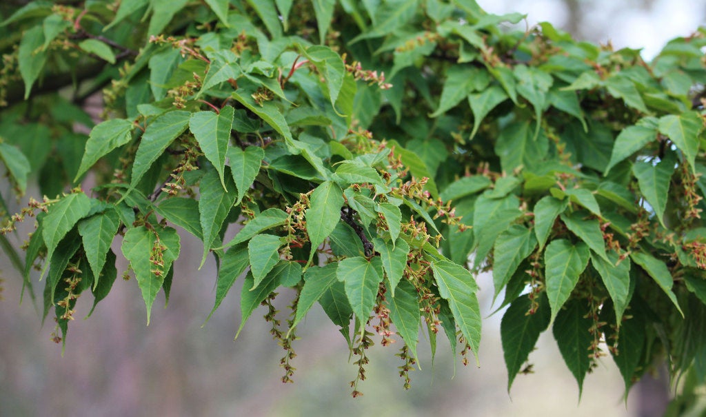 10 Acer laxiflorum Seeds, Maple Seeds