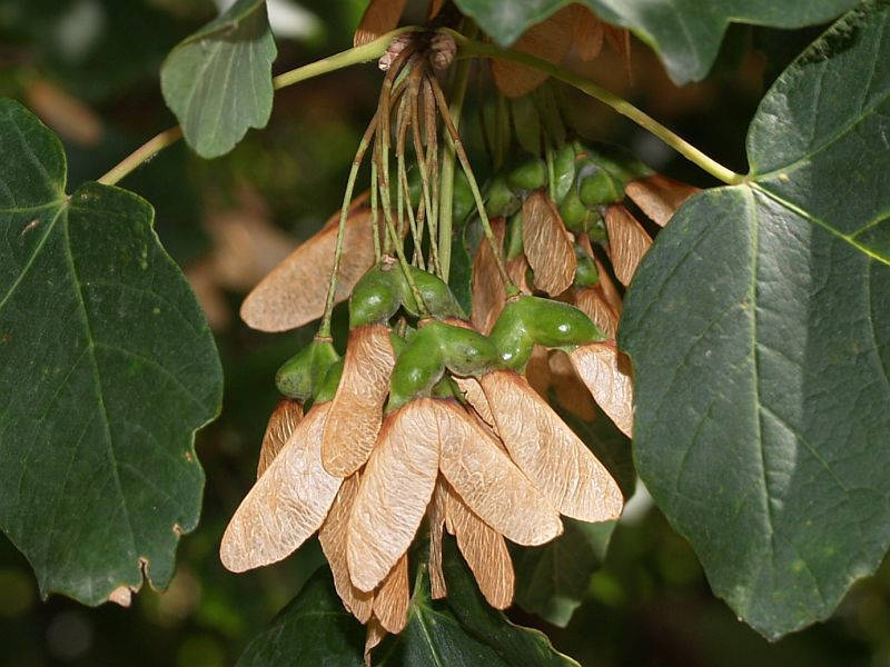 10 Acer opalus Seeds variety,  Tomentosa Italian maple Seeds