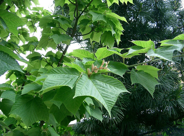 10 Acer rufinerve Seeds,Snakebark maple Seeds