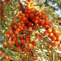 20  Hippophae rhamnoides Seeds,  common sea buckthorn Seeds