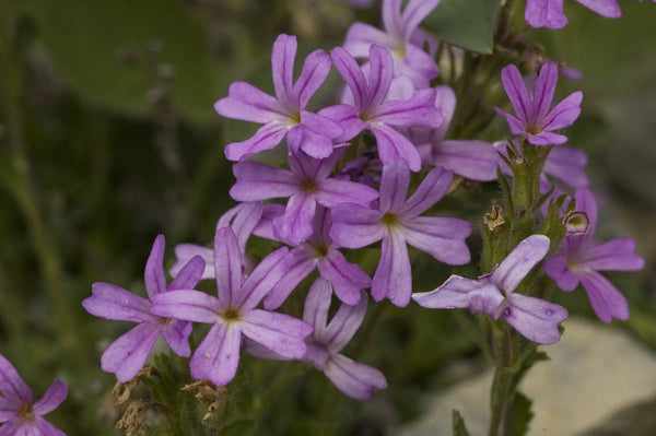 10 Seeds Erinus alpinus  Pink Seeds, Alpine Balsam Seeds