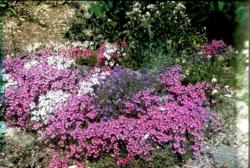 10 Seeds Erinus alpinus  Pink Seeds, Alpine Balsam Seeds