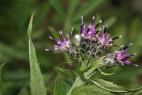 10 Saussurea squarrosa Seeds