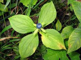 10 Paris quadrifolia Seeds, The herb-paris,  True lover's knot Seeds