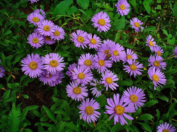 50 Aster alpinus Seeds , Alpine aster