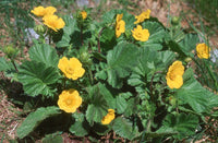 25 Seeds  Geum montanum, Alpine avens Seeds