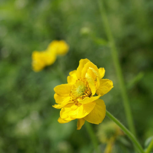 20  Seeds Geum montana Seeds