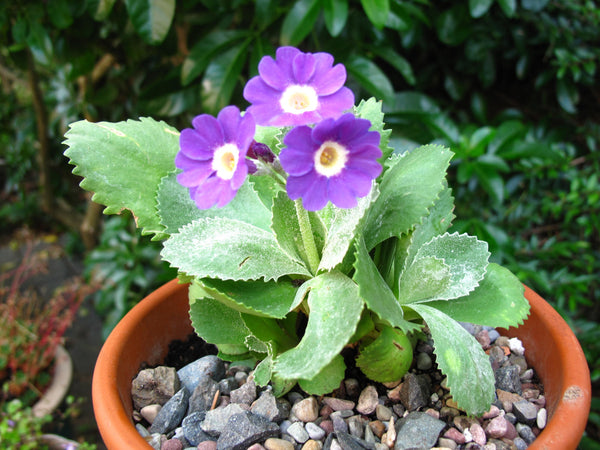 20 Primula marginata Seeds, Silver-edged primrose