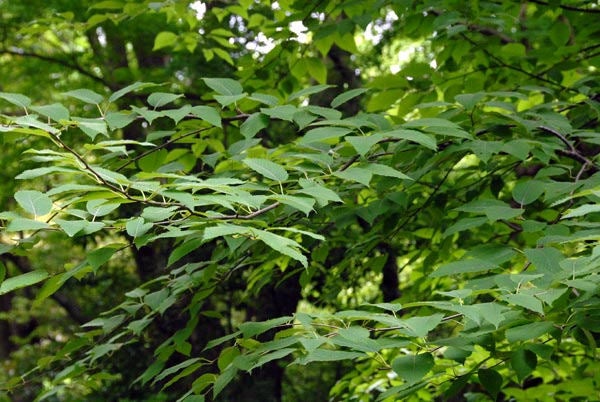 50 Seeds Betula grossa Seeds, Japanese cherry birch