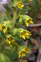 20 Seeds Saxifraga demissa ,