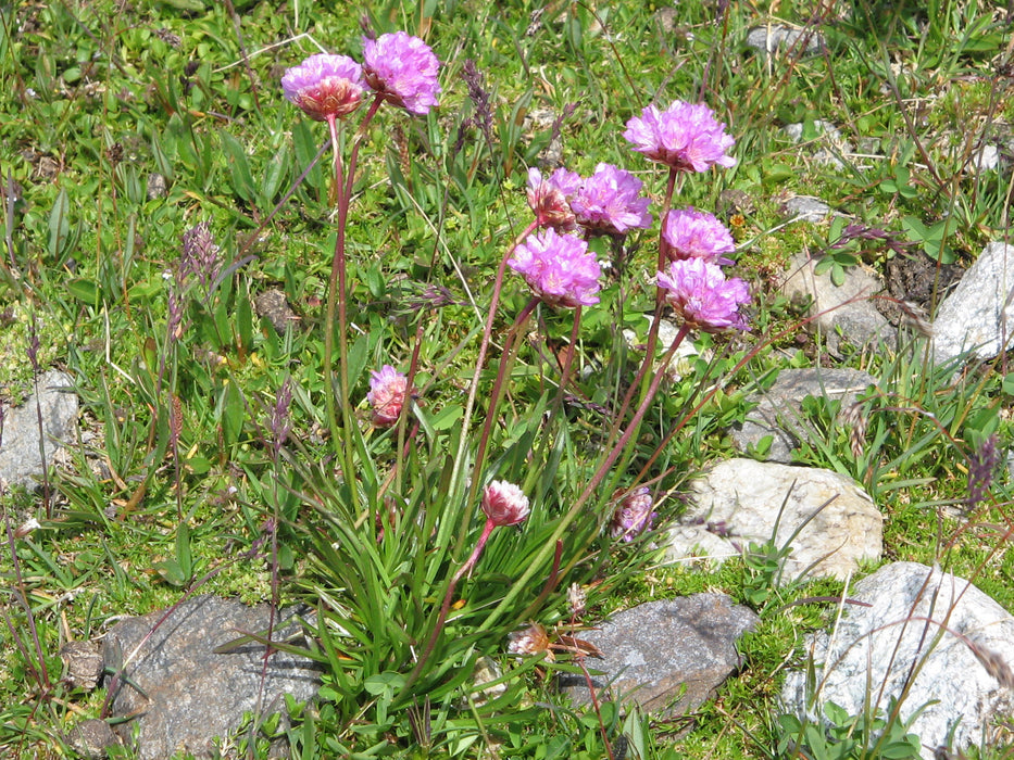 20 Seeds Armeria alpina