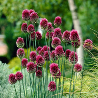 20   Allium sphaerocephalon Seeds, Drumstick Allium Seeds