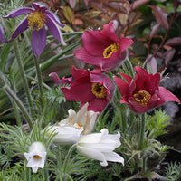 20 Pulsatilla hybrid Seeds,