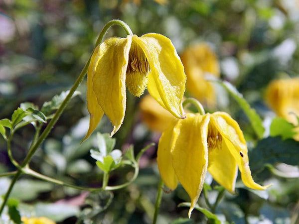 15 Clematis Tangutica seeds. Golden Climbing Vine Seeds, Russian virgin's bower