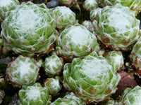 20 Sempervivum arachnoideum subsp. tomentosum