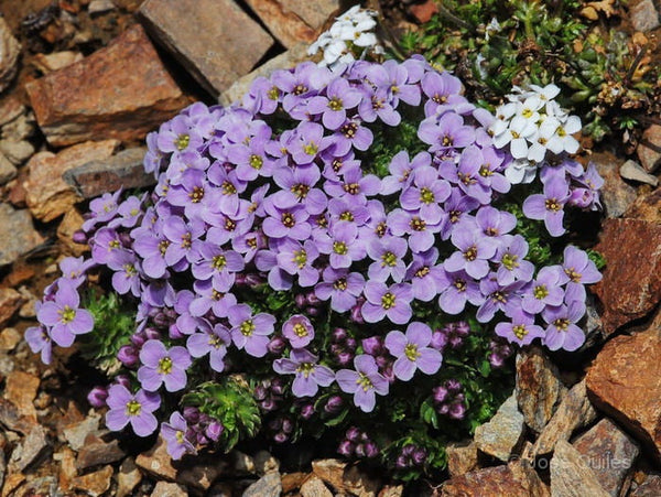 20 Petrocallis pyrenaica Seeds, PYRENEAN WHITLOW GRASS