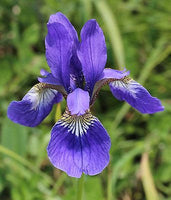 10 Iris floriovych Seeds ,Western Blue Flag Plant Seeds