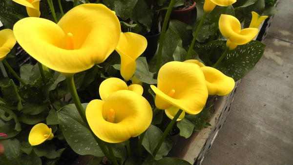 50 Zantedeschia aethiopica ,yellow Giant Calla Lily Seeds. Yellow calla Seeds