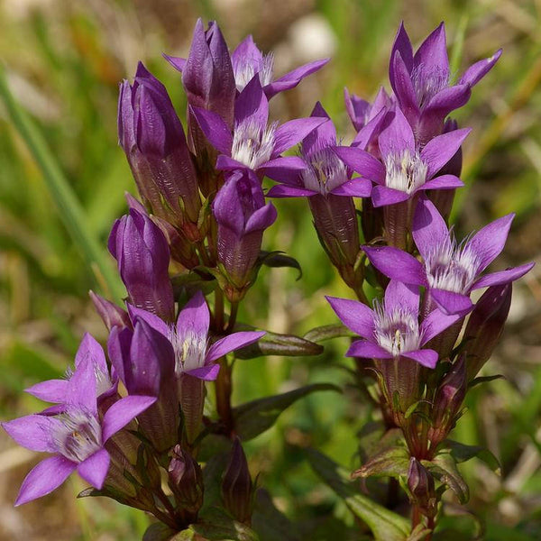 10 Seeds Gentianella germanica, Chiltern gentian Seeds