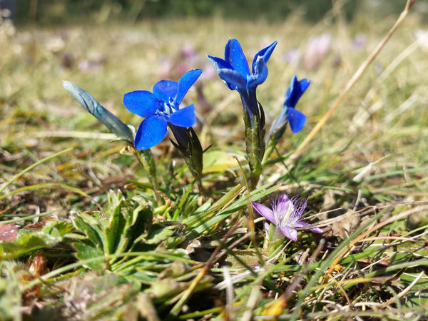 20 Gentiana pumila Seeds, Alpine Plant Seeds