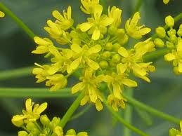 100 Isatis tinctoria ,dyers woad , Natural Dye Seeds, DYERS WOAD tree Seeds