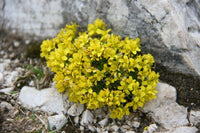 15 Draba aizoides Seeds, Alpine Draba, Alpine Whitlow grass Seeds