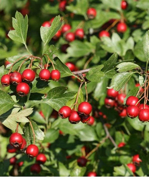 10 Crataegus monogyna Seeds, common hawthorn , single seeded hawthorn