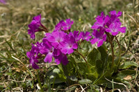 20 Seeds Primula spectabilis