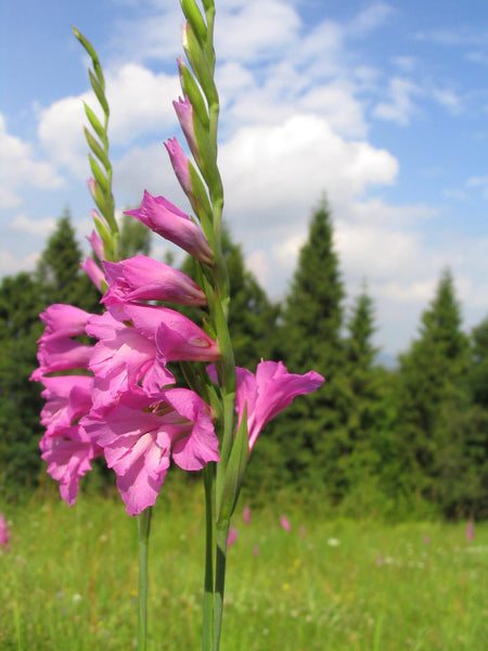 15 Seeds Gladiolus Imbricatus, Turkish marsh gladiolus