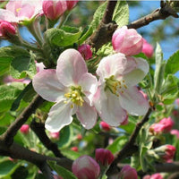 5  Malus Szaferi Seeds - Seeds And Smiles - Buy Top Quality Seeds With Free Worldwide Shipping