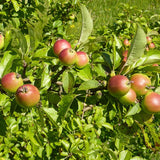 5  Malus Szaferi Seeds - Seeds And Smiles - Buy Top Quality Seeds With Free Worldwide Shipping