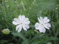 20 Silene chamarensis Seeds.