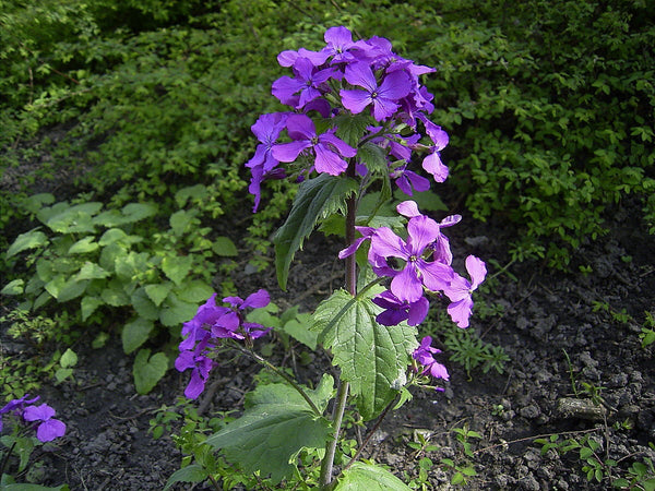 20 Lunaria annua Seeds. honesty Seeds, annual honesty Seeds,