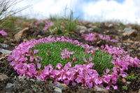 15 Saponaria pumilio Seeds